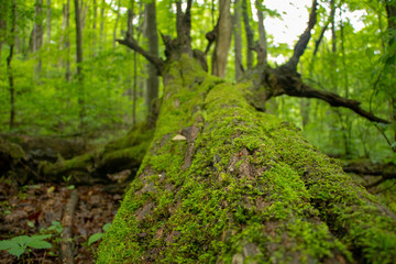 Green Moss in Green Forest