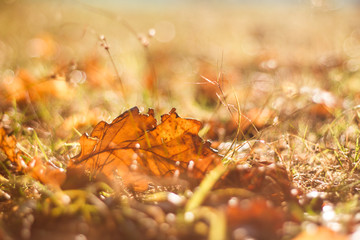 Ein Herbstblatt liegt auf dem Boden bei Gegenlicht.