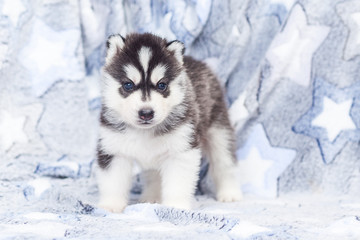 Obraz premium leash collar puppy husky alone