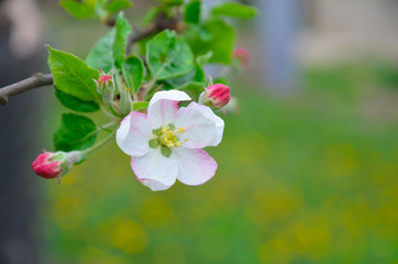 Apple trees blossomed