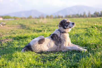 Central Asian Shepherd in the yard resting and playing on weighted green grass