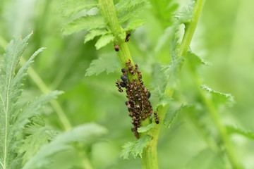 insect, macro, ant, nature, spider, bug, animal, closeup, brown, ants, arachnid, small, black, wildlife, forest, wood, fauna, close-up, detail, texture, tree, leg, pest