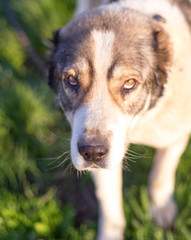 Central Asian Shepherd in the yard resting and playing on weighted green grass