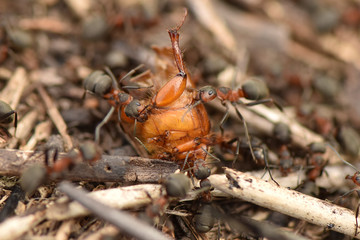 An anthill close up. Ants in nature.
