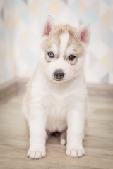Naklejka na ściany i meble Cute Siberian husky puppy beautiful