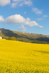road surrounded by flower fields
