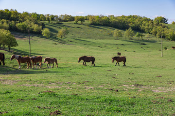 Paisaje verde en tierras vascas