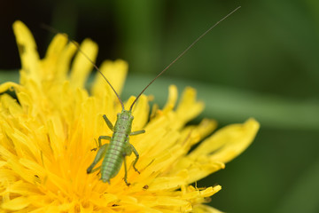 Green grasshopper on the flower. Insects in nature.