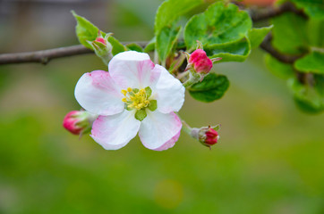 Apple trees blossomed