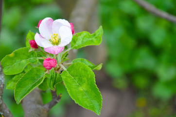 Apple trees blossomed