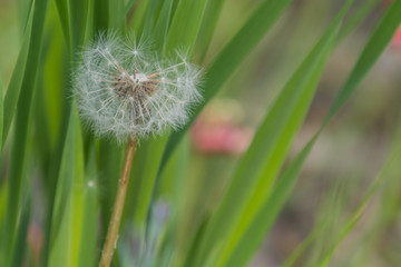 Obraz premium Botanischer Garten
