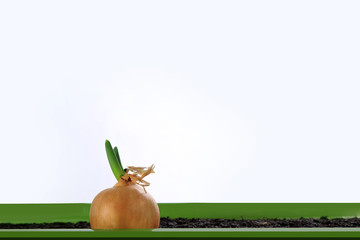 Kiełkująca główka cebuli w zielonej skrzynce na białym tle.