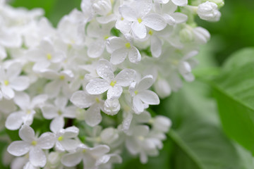 Fresh blossomed white lilac with green leaves. - obrazy, fototapety, plakaty