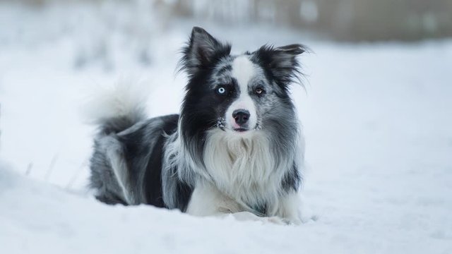 Border Collie dog lies in a snowy landscape and it starts to snow