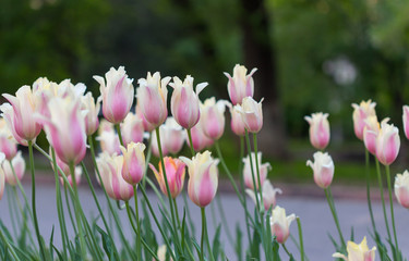 A group of pink tulips in the park. Spring landscape