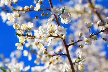 Young plum flowers in early spring season