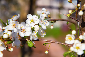 Fototapeta premium Young plum flowers in early spring season