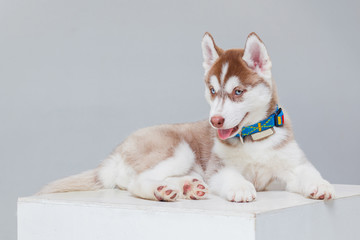 cute Siberian Husky Puppy alone