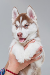 cute Siberian Husky Puppy alone