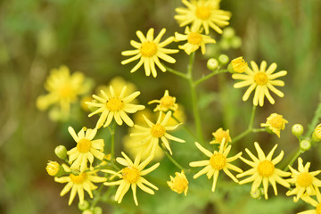 Wildflowers closeup. Chamomile bloom.