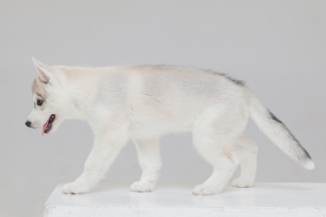 cute Siberian Husky Puppy alone