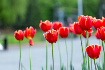 Group of red tulips in the park. Spring landscape