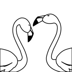 exotic flemish couple birds with romantic pose