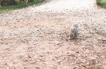Eichhörnchen im Holland Park, London 