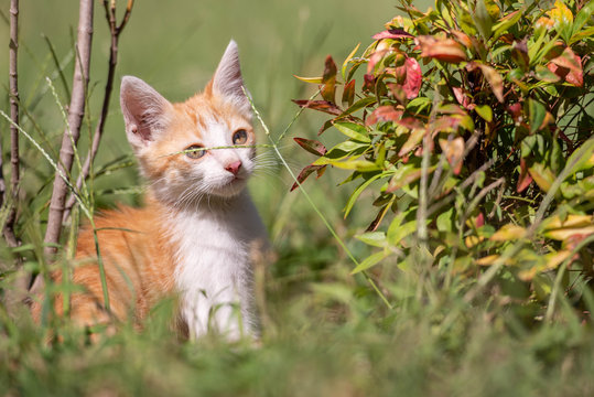 Peque&ntilde;a gatita juega en el prado