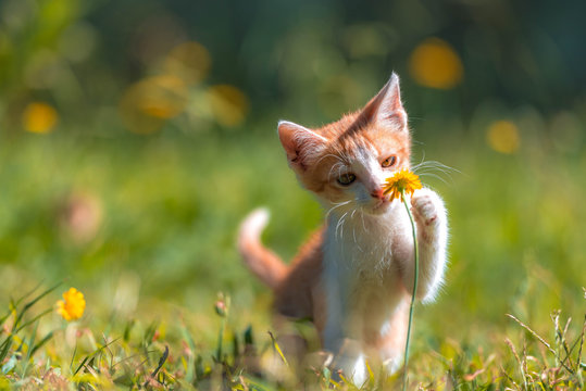 Peque&ntilde;a gatita juega en el prado