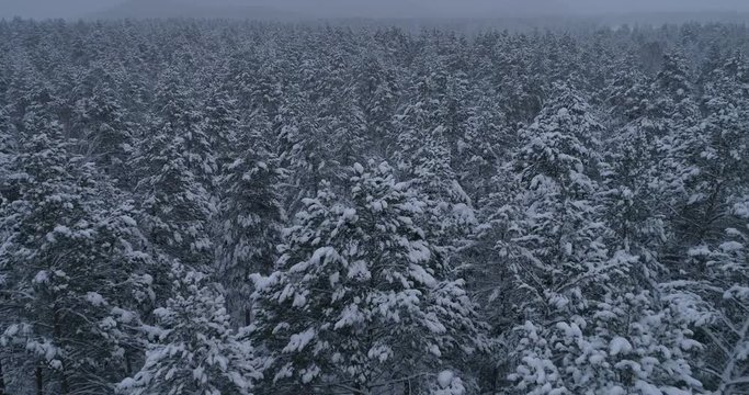 Siberian winter forest in Russia, taiga