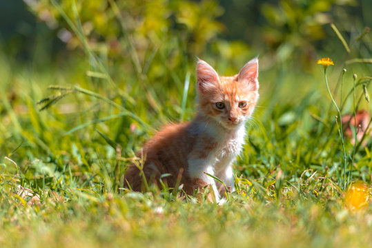 Peque&ntilde;a gatita juega en el prado