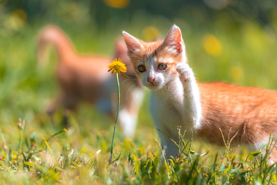 Peque&ntilde;a gatita juega en el prado