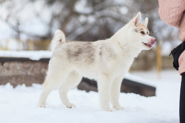 puppies playing in the snow husky