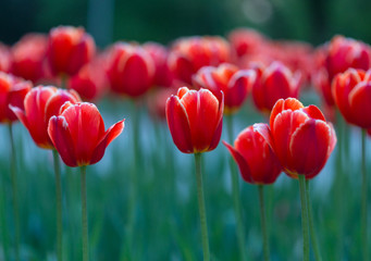 Obraz premium Group of red tulips in the park. Spring landscape