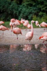 Rose flamingos in the river