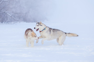 Naklejka premium puppies playing in the snow husky