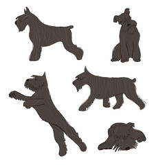 Collection Of Schnauzer Dog Icons