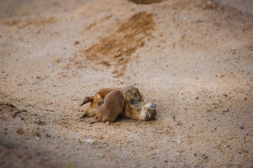 Two  marmots playing with each other