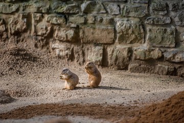 Two  marmots on the sand