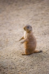 The marmot on the sand