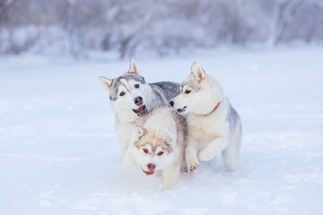 siberian husky in snow winter © lobodaphoto