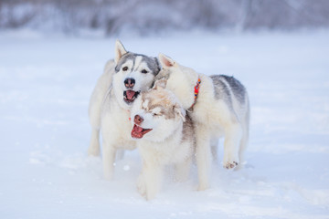 Naklejka premium siberian husky in snow winter