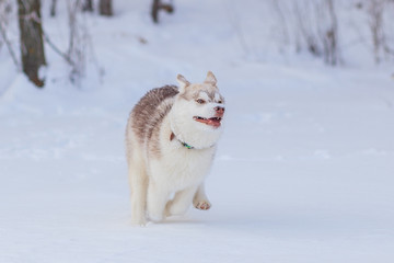 siberian husky winter playing in snow