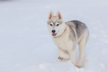 siberian husky winter playing in snow