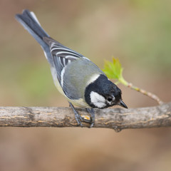 The Great Tit (Parus major) holding the sunflower seed atop a tree branch