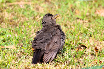 The young spotless starling (Sturnus unicolor) on the grass. Italy. Summer, July.