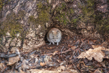 Forest animals. Ordinary gray mouse.