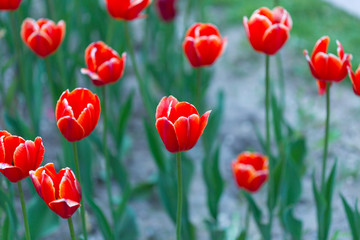 Naklejka premium Group of red tulips in the park. Spring landscape
