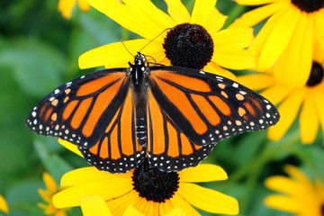Close up of Monarch butterfly on Black- eyed Susan flower with wings spread open